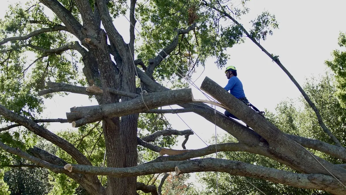 Professional Crown Thinning performed by certified arborists in Providence