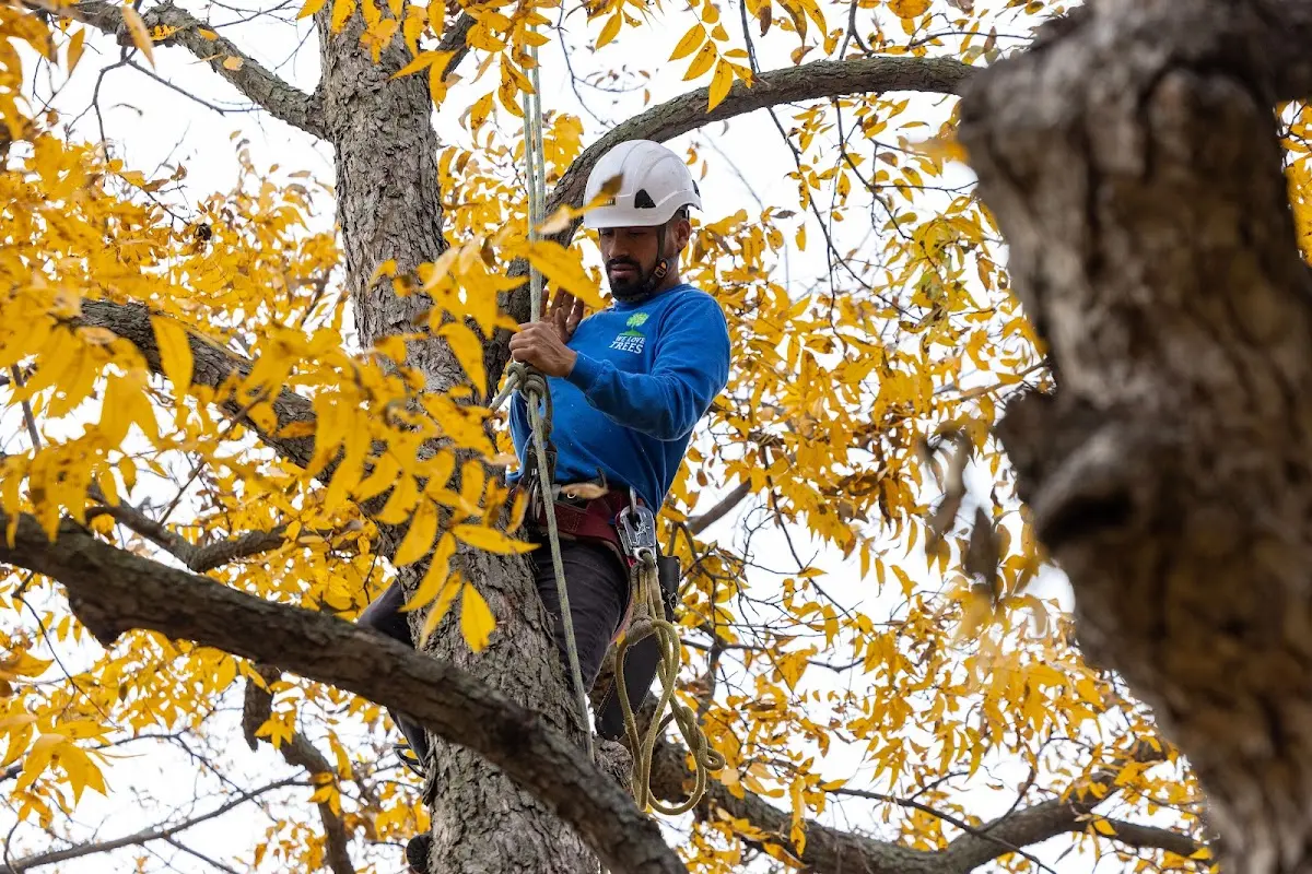 Skilled Storm Damage Cleanup crew working in Providence