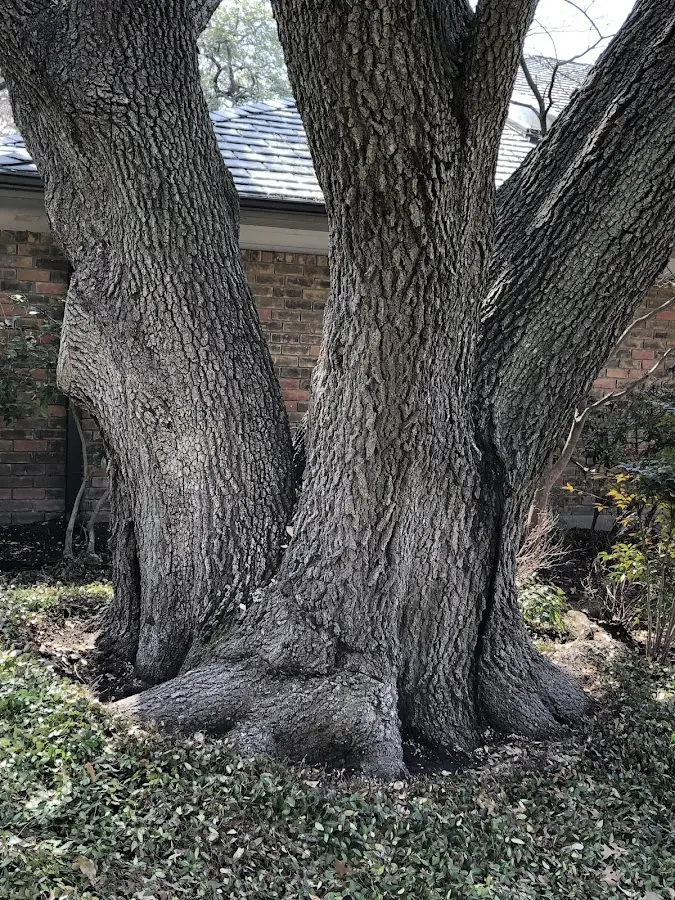 Mature heritage tree close to a Providence property cared for by certified arborists